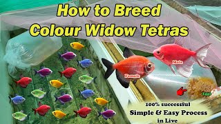 How to Breed Colour Widow Tetras  LIVE AQUARIUM [upl. by Booze]