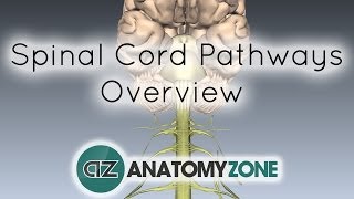 Spinal PathwaysTracts  Part 2  Ascending and Descending Tracts Overview  Anatomy Tutorial [upl. by Najed66]