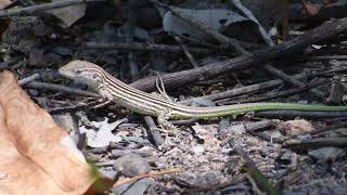 Rainbow whiptail  Cnemidophorus lemniscatus  lagartoarcoiris [upl. by Roice]