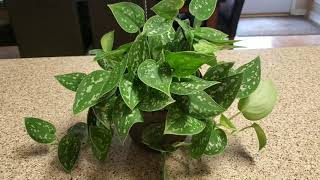 NEW SILVER POTHOS PLANT WITH CARE TIPS  DONNA JOSHI [upl. by Blount]