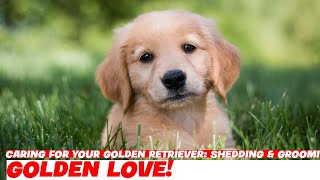 Caring for Your Golden Retriever Shedding amp Grooming Tips [upl. by Mccourt884]