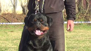 TKS NEW YORKER  ONE OF THE BEST ROTTWEILERS IN THE WORLD [upl. by Groscr]