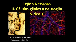 Tejido Nervioso Glía o neuroglía Parte 1 de 3 Hernán J Aldana Marcos [upl. by Reldnahc]