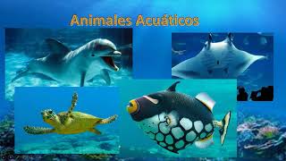 Animales aéreos acuáticos y terrestres [upl. by Olonam]