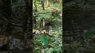 Common moorhen moving forward cuteanimals cuteanimals birds animals water [upl. by Felizio]