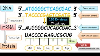 Difference between Sense Strand and Antisense Strand of DNA  Coding Strand vs Non coding Strand [upl. by Somerville944]