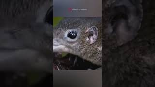 Tree shrew and pitcher plant facts sciencefacts science [upl. by Torbart962]