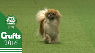 German Spitz Klein wins the Utility Group Judging  Crufts 2016 [upl. by Laurice]