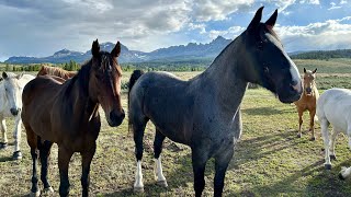 Kicking the horses out — Wyoming [upl. by Airehs]