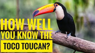 Toco Toucan  Description Characteristics and Facts [upl. by Asilenna]