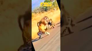 dog doglover lion cheetah lion monkey baboon baboon2wild baboon vs cheetah fight [upl. by Nagyam]