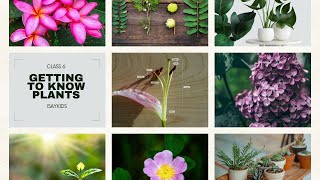 Getting to know plants  Class 6 Science  ncert class6 [upl. by Akemyt]