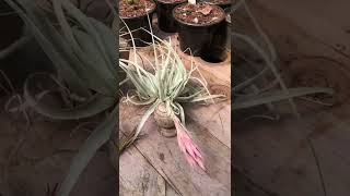 Tillandsias começando a emitir floração [upl. by Teerell]