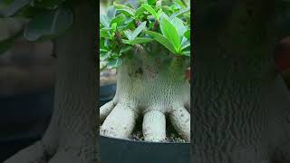 The Adenium Arabicum Garden flower plant Desert Rose Bonsai Houseplant [upl. by Estele221]