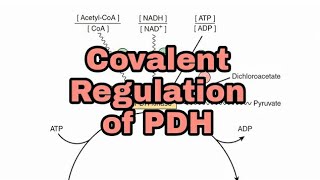 Regulation of Pyruvate Dehydrogenase PDH Part 2  Covalent Regulation  CarbohydrateMetabolism [upl. by Oflodur]