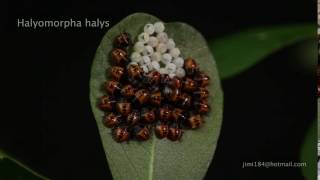 썩덩나무노린재Halyomorpha halys [upl. by Edahs]