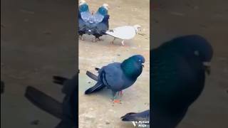 Top 3 haig flyer aasmani kabutar status 🕊💖  attitude pigeon video kabutar flyingpigeon status [upl. by Kidd]