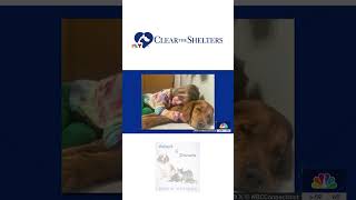 Clear the Shelters Meet Heidis pets [upl. by Shaddock]