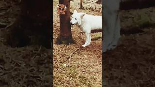 Charlie 🐺 hilft bei der Baumpflege 🌲 dog funny shorts [upl. by Eduard]