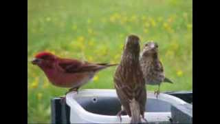 Quelques beaux oiseaux en vidéos aux mangeoires à SaintFabiendePanet Québec mai 2009 [upl. by Akoyn]