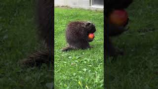 Nom nom nom 🍑❤️ porcupine porcupineeating [upl. by Novehs]