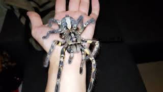 Poecilotheria ornata is ready after molting😁 tarantula DONT DO THIS AT HOME [upl. by Briant]