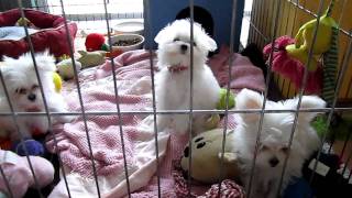 Mary Millers Maltese Puppies  Florida Breeder 954 3700406 [upl. by Wilkison]