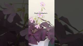 Oxalis triangularis plants plantslover garden home gardening youtubeshorts shorts short [upl. by Fonz]