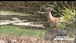 Deer population hit hard by blue tongue disease [upl. by Yerffej]