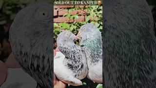 Saharanpuri kabootar kanpur chale gai🫡 viral pigeon youtubeshorts pigeon videos [upl. by Borg]