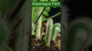 About Asparagus Fern Plant Care [upl. by Mines]