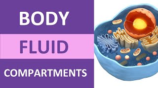 Body Fluid Compartments Intracellular Extracellular Interstitial Plasma Transcellular [upl. by Yvaht]