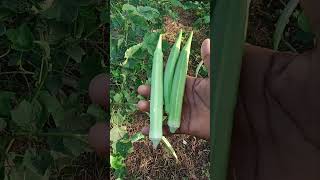 How to grow okra plant home okra farming bhindikikheti bhindikikhetikaisekare minifarmers [upl. by Harat]