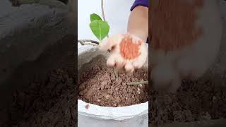 Potash Fertilizer Benefits How to Use Potash Fertilizer for Plants Potassium Fertilizershorts [upl. by Nnaeel]