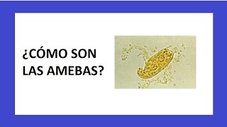 Las AMEBAS  Microbiología [upl. by Halyahs]