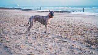 Whippet Full Speed On The Beach [upl. by Laurent377]