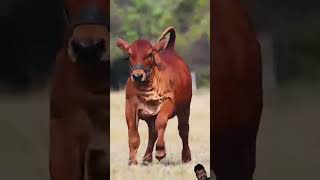 Haider Haider cow haiderhaiderrecords animals [upl. by Burlie]