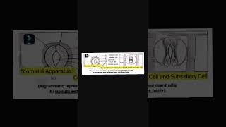 Stomatal Apparatus  Subsidiary Cell  Guard Cell  Stomatal Pore [upl. by Wilfreda726]