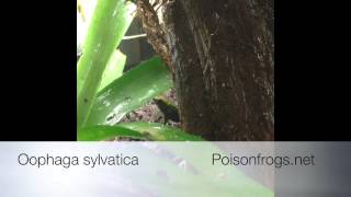 Oophaga sylvatica quotParuquot Calling [upl. by Drhcir]