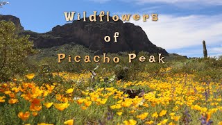 Picacho Peak Wildflowers [upl. by Richelle]