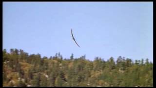 Pterodactyl caught on tape 2014 [upl. by Tennies]