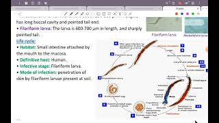 L6؛ ParaAncylostoma duodenal Strongyloides stercoralis TrichostrongylusGit 42 [upl. by Nomi]