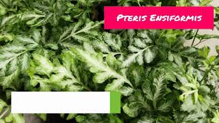 Pteris Ensiformis Fern  Pteris Ensiformis Tips amp Tricks  Pteris Ensiformis Care [upl. by Uamak]