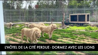 DORMEZ AVEC LES LIONS À LHÔTEL DE LA CITÉ PERDUE [upl. by Choong]