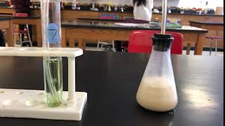 Bromothymol Blue Cellular Respiration results [upl. by Kelwen678]