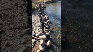 Fall Steelhead Fishing foryou troutfishing sort fyp [upl. by Ketty]