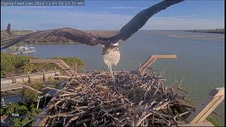 Rybołowy Captiva Osprey Floryda  Nerwowy poranek 🤨 [upl. by Yr]