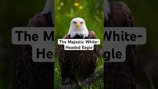 The Majestic WhiteHeaded Eagle A Symbol of Freedom [upl. by Airuam474]