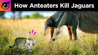 How Anteaters Kill Jaguars [upl. by Vasileior]