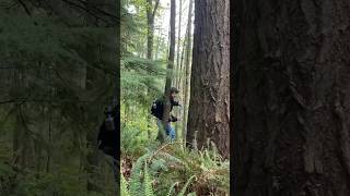 ENVS Biogeography Class at Western  Exploring Dendrochronology the study of tree rings [upl. by Verna]